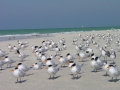 caladesi-island-018