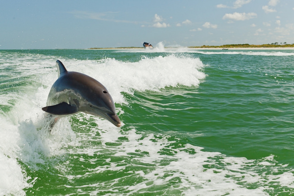 Caladesi Island Ferry – Dream Vacation in Florida